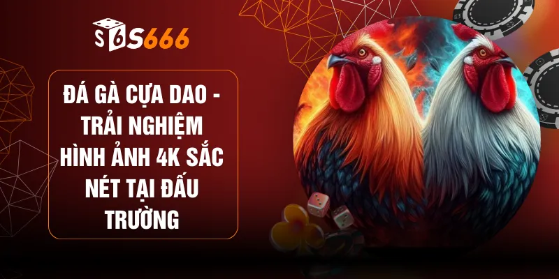 Đá Gà Cựa Dao - Trải Nghiệm Hình Ảnh 4K Sắc Nét Tại Đấu Trường