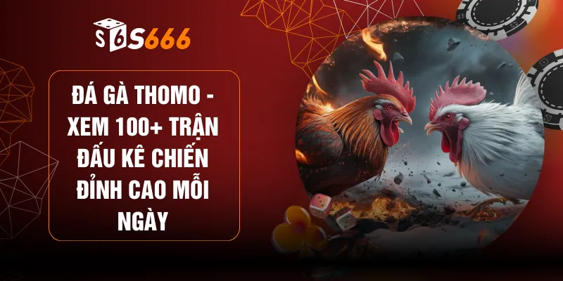 Đá Gà Thomo - Xem 100+ Trận Đấu Kê Chiến Đỉnh Cao Mỗi Ngày