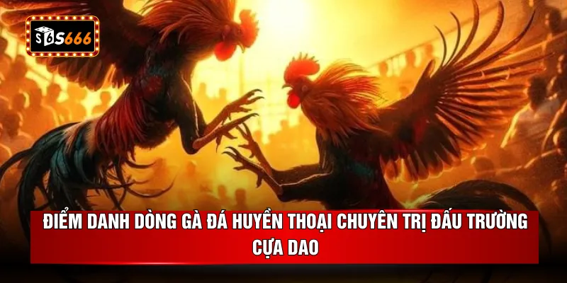 Điểm danh dòng gà đá huyền thoại chuyên trị đấu trường cựa dao